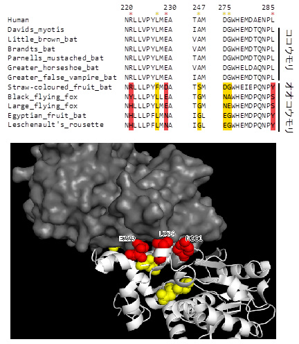 図3. オオコウモリのタンパク質代謝系遺伝子HADHへの変異