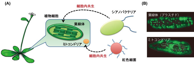 図1. 細胞内共生で誕生した葉緑体とミトコンドリア