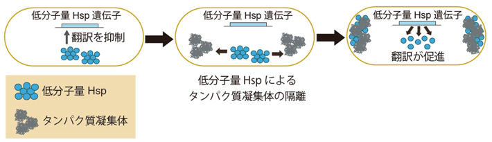 図1. タンパク質凝集体の蓄積の感知と低分子領Hspの発現