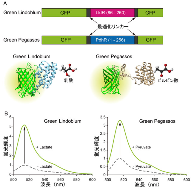 図1. Green LindoblumおよびGreen Pegassosの構造模式図とその性質