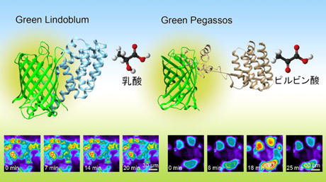 緑色蛍光タンパク質型乳酸センサーとピルビン酸センサーの開発