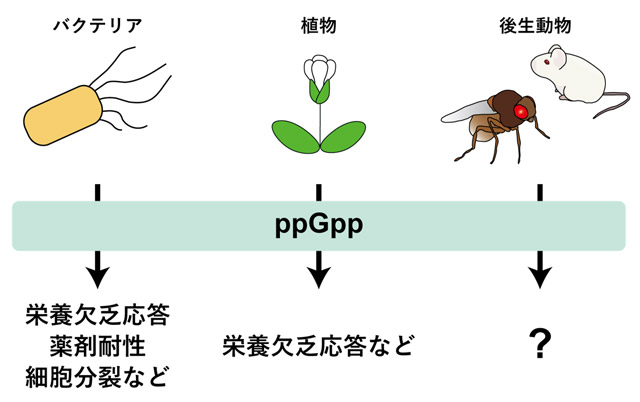 図1. 各生物におけるppGppの機能