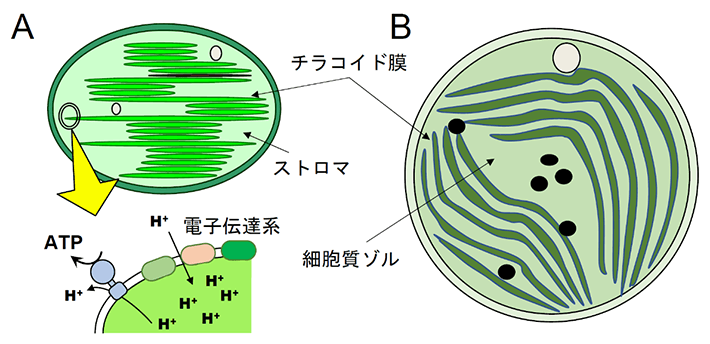 図1. 葉緑体（A）とシアノバクテリアSynechocystis sp. PCC6803 (B)の模式図
