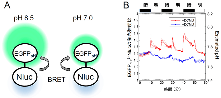 図2. Luphinの模式図（A）とシアノバクテリア細胞内のpH変化の測定（B）