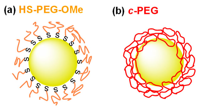 図1. （a）直鎖状HS–PEG–OMeの化学吸着により修飾されたナノ粒子。（b）環状PEG（c-PEG）の物理吸着により修飾されたナノ粒子の模式図。
