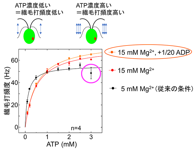 図4. 細胞モデルの繊毛打頻度-ATP濃度関係