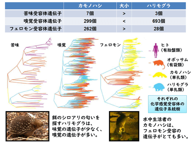 図2. カモノハシとハリモグラの化学感覚受容体遺伝子の個数と進化