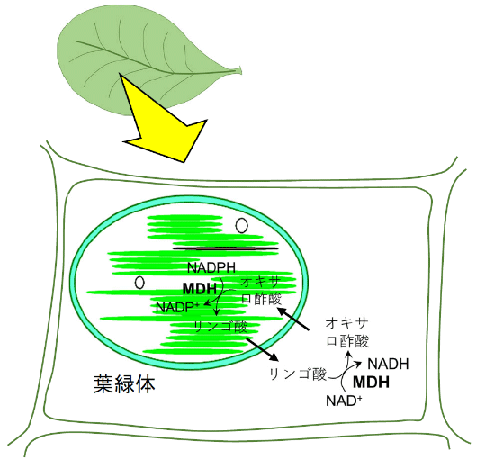図1. 葉緑体のリンゴ酸バルブ