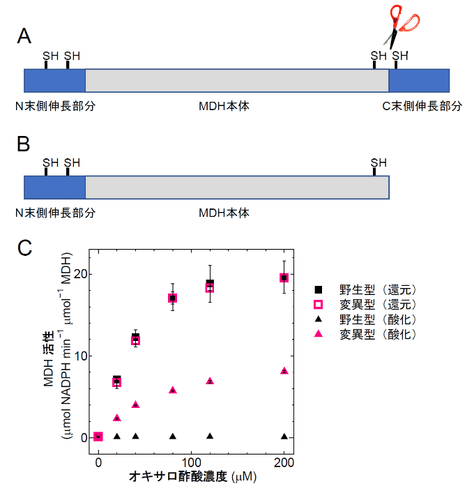 図2. MDH変異タンパク質と活性