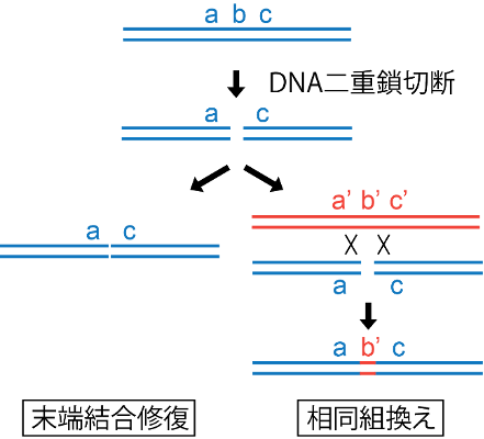 図1. DNA二重鎖切断修復。遺伝情報a、b、cを持つ領域に二重鎖切断が入り遺伝情報bが失われた場合、末端結合修復ではbが失われるが、相同組換えでは相同配列を元に修復するため、a、b、cとよく似たa'、b'、c'を参照した結果b'として復元される。