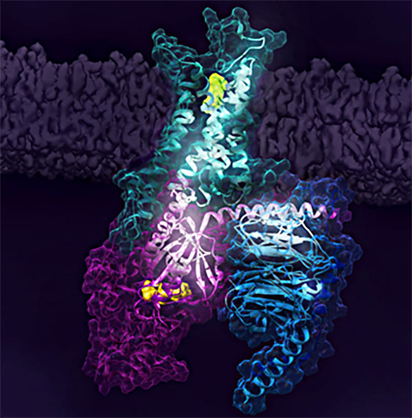 図1. A2ARからGタンパク質へと至る活性化の情報伝達経路