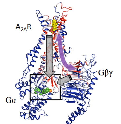 図3. 分子動力学シミュレーションで得られたA2ARとGタンパク質の複合体立体構造