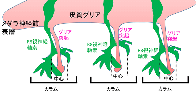図2. R8視細胞軸索は、先行したグリア突起を取り囲むように投射する。