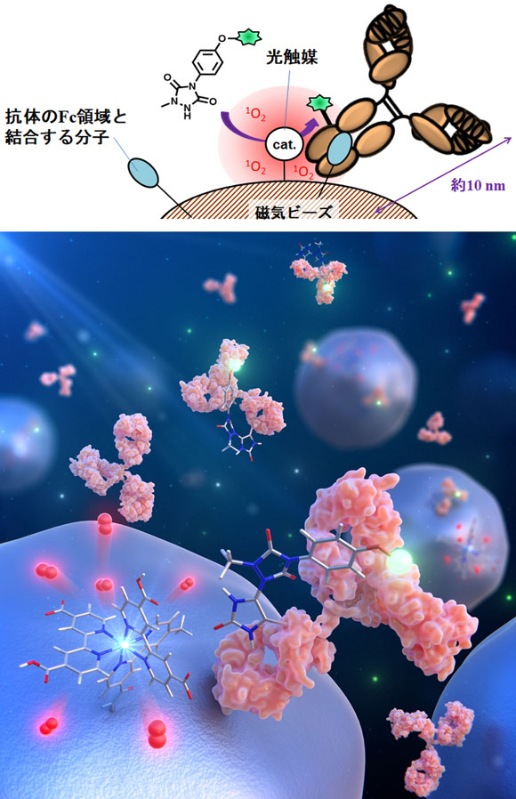 図2.磁気ビーズ上のナノ空間での抗体の部位特異的な化学修飾のイメージ 