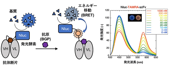 図.発光酵素Nlucと抗体の抗原結合部位（VH-VL）をつなぐリンカー部分に蛍光色素TAMRAを化学修飾した「BRET Q-body」の模式図（左）と、抗原であるオステオカルシンペプチド依存的な発光スペクトル変化（右）。暗所では肉眼でも発光色変化が確認出来た（右図上部）。