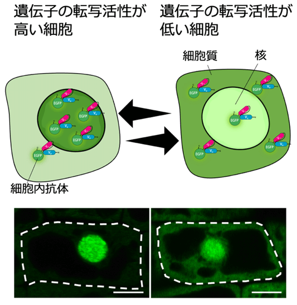 図1. RNAPIISer2Pを認識する細胞内抗体プローブによる転写活性化のモニタリング