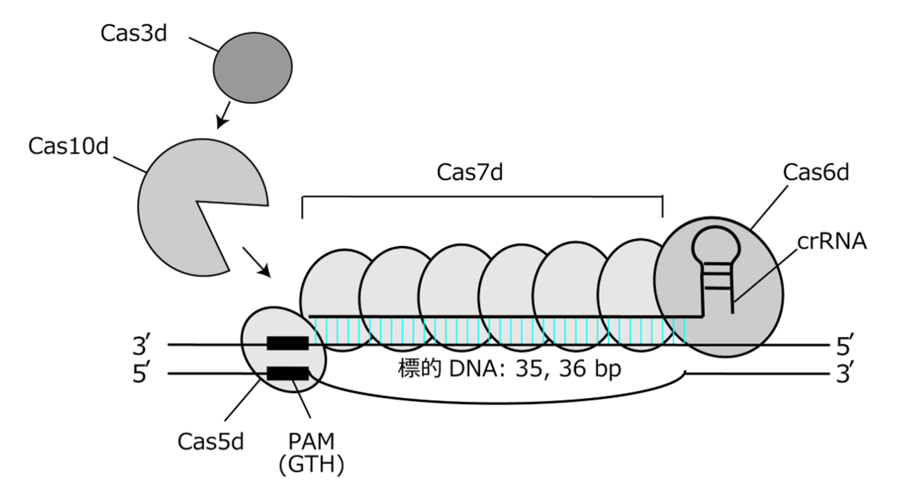 図1. 新規ゲノム編集技術TiDの概要図