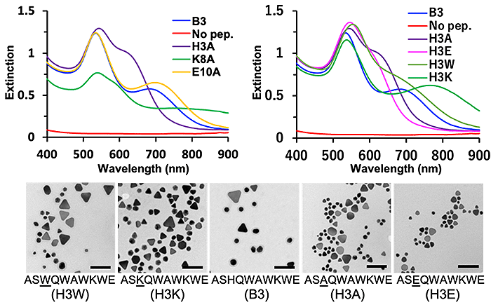 図2.B3改変ペプチドにより合成された金ナノ粒子の紫外可視分光（UV-Vis）スペクトルと透過型電子顕微鏡による画像（Scale bar:100 nm) 