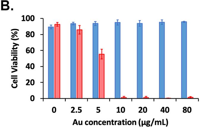 図3. B3により合成された異なる濃度の金ナノ粒子による生体適合性評価