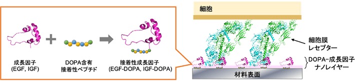 図1. DOPA含有接着性ペプチドを連結した接着性成長因子による材料表面への生理活性付与