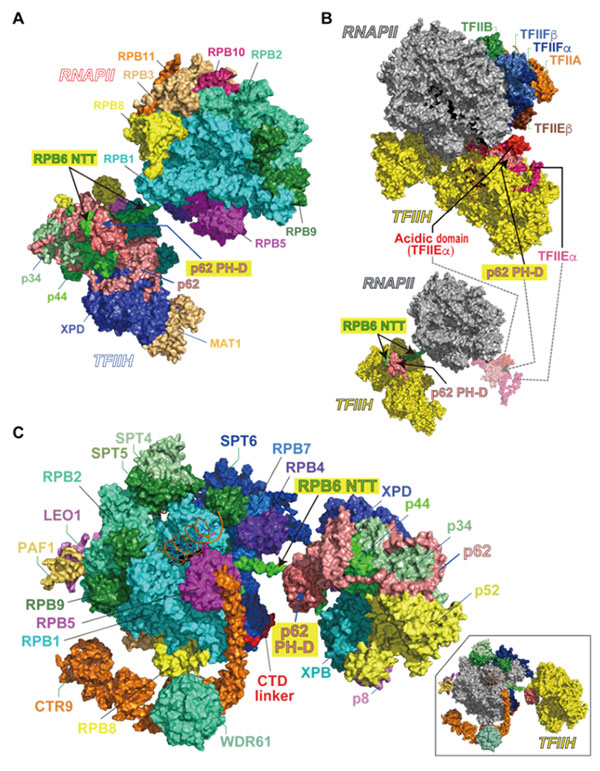 図1. ヒトRNAポリメラーゼIIとTFIIHのドッキング構造モデル