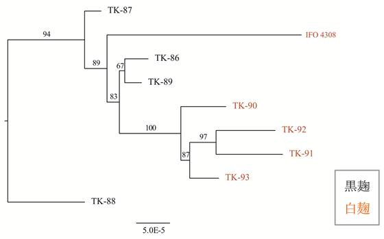 図1. 黒麹と白麹の系統樹。IFO4308株は、種麹屋が保有している白麹株と遺伝的に異なることが示された。