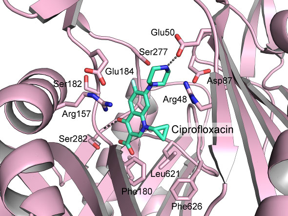 図2. OqxBのシプロフロキサシン（ニューキノロン系抗菌薬）結合モデル