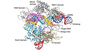 Structure of Cas9-sgRNA-DNAcomplex. （Modified from Nishimasu et al. 2014 Cell）