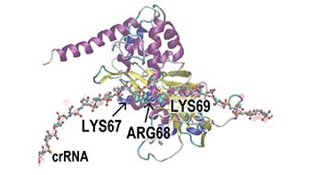Molecules Dynamics Simulation of
TiD (Cas7d) -sgRNA-DNA complex
（Osakabe et al. 2021 
Nucleic Acid Research）

