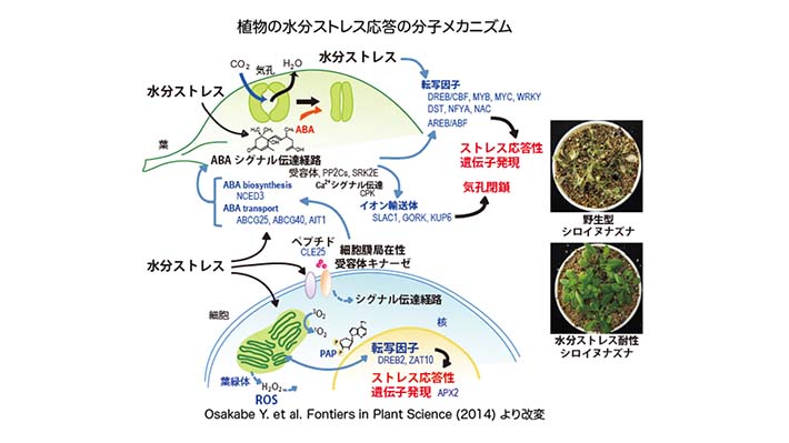 図3. 植物の水分ストレス応答と耐性の分子メカニズムの解明