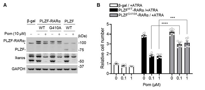図2．ポマリドミドのPLZF-RARA発現細胞株への影響。