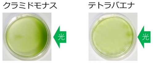 クラミドモナスとテトラバエナの走光性検定実験。それぞれの培養液をペトリディッシュにいれ、右側から眼点の光受容体がよく反応する緑色の光を照射した。クラミドモナスは正の走光性を示して右側に集まるが、テトラバエナは集まらなかった