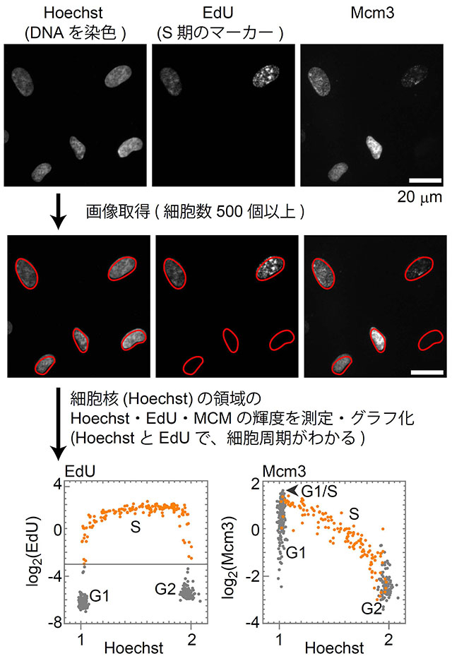 シングルセルプロット解析によるMCMタンパク質の細胞周期における変化