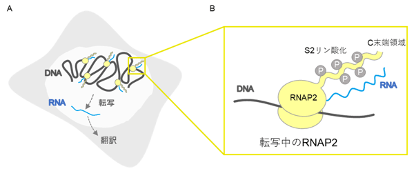図1. 転写伸長型RNAポリメラーゼII（RNAP2）