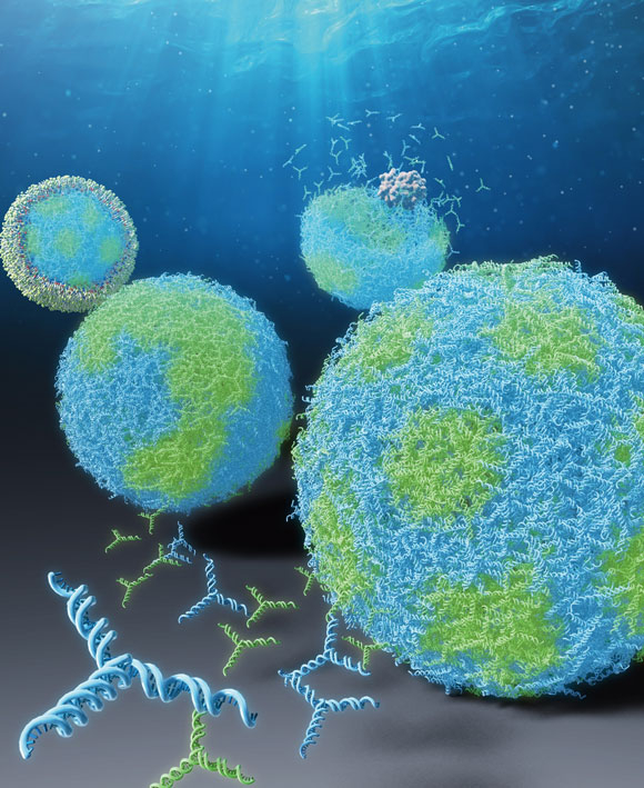 Figure 1. The DNA microcapsules with patterns made of sequence-designed DNA nanostructures.