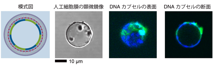 人工細胞膜の裏側で形成されたDNAカプセル。リン脂質で覆われた油中水滴を用いることで、DNAカプセルを裏打ちに持つ人工細胞膜を調製できる。