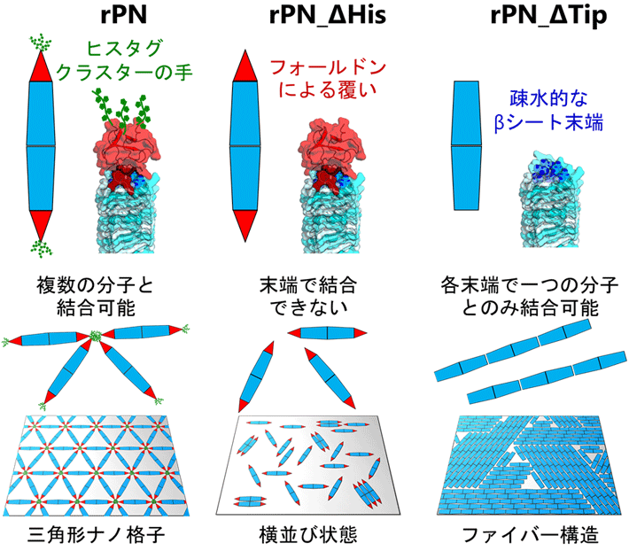 棒状タンパク質の末端設計による二次元ナノ模様デザインの概念図