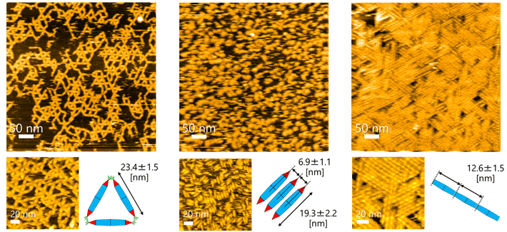 高速原子間力顕微鏡による、設計PNの二次元ナノ模様観察結果