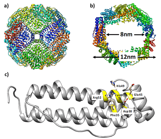 図1. タンパク質カゴ「フェリチン」の金属錯体結合サイト設計。 フェリチン外部（a）、フェリチン内部（b）とフェリチン単量体（c）。