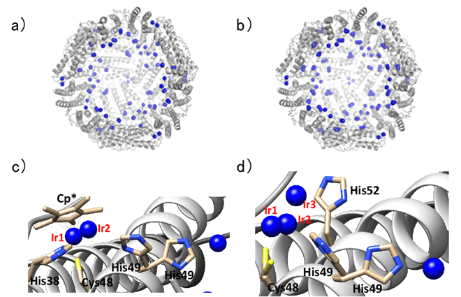 図2.イリジウム錯体がHis38に配位した複合体１とHis52に 配位した複合体2の全体構造（a、b）と結合サイト（c、d）。