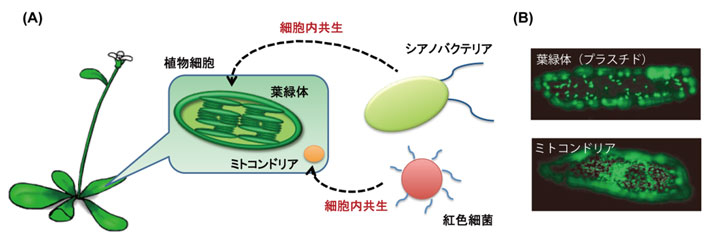 図1 細胞内共生で誕生した葉緑体とミトコンドリア （A）葉緑体とミトコンドリアはそれぞれ、シアノバクテリアと紅色細菌（プロテオバクテリアとも呼ばれる）が細胞内共生して誕生したと考えられている。（B）緑色蛍光タンパク質（GFP）で光らせたタマネギ表皮細胞内の葉緑体（タマネギ内では葉緑素を持たないので通常プラスチドと呼ばれる）とミトコンドリア。
