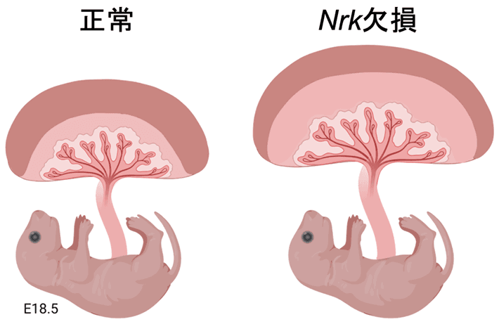 図1. 正常なマウスとNrk欠損マウスの胎盤と胎仔