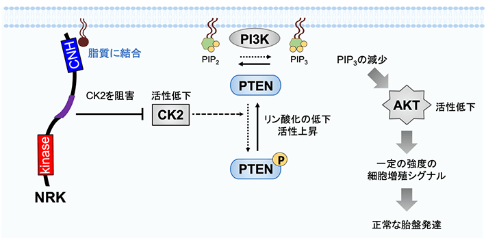 図2 NRKが細胞増殖シグナルを抑制する分子機構