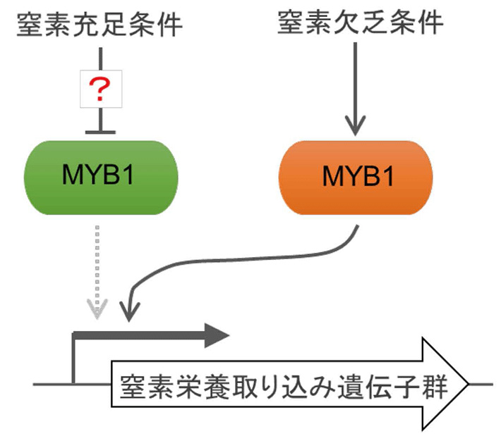 図1 転写因子MYB1による、窒素欠乏条件における遺伝子発現調整