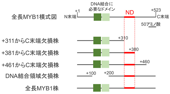 図2 MYB1部分欠損株シリーズの模式図 窒素充足条件において、MYB1の機能を抑える領域を特定するために、MYB1のC末端（図右側）から徐々にタンパク質を削る領域を増やした複数のMYB1株を用意し、窒素を取り組む一群の遺伝子量の増減を観察した（DNA結合領域欠損株は、解析の正確性を確かめるための対照の目的として使用）。本研究で特定されたNDは赤色で示した領域である。
