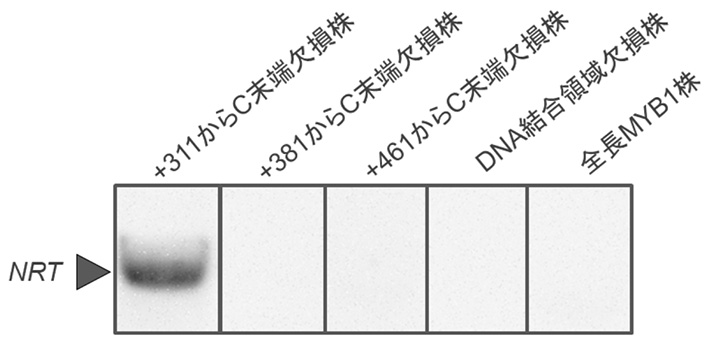 図3 各株における硝酸取り込み遺伝子群としての硝酸輸送体遺伝子（NRT）の蓄積量