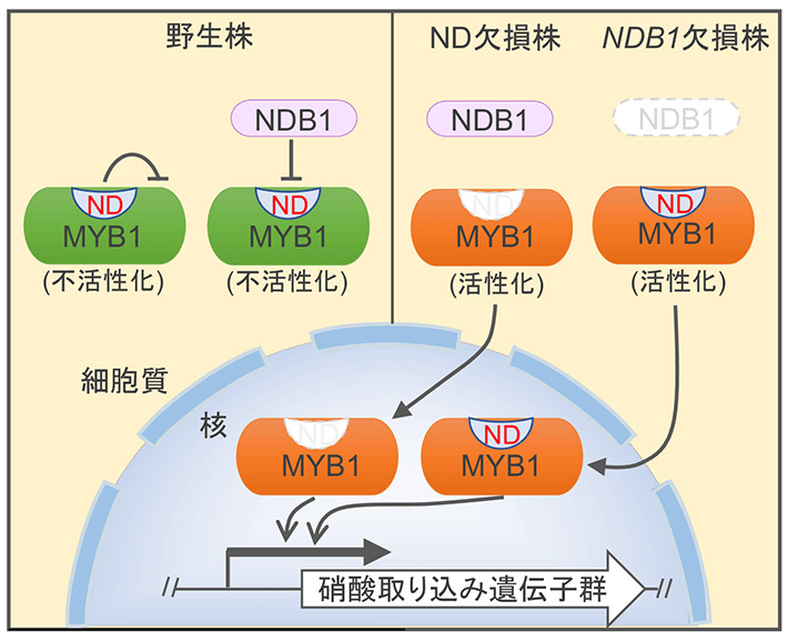 図4 シゾンにおいて解明された窒素充足条件下におけるMYB1機能の抑制機構