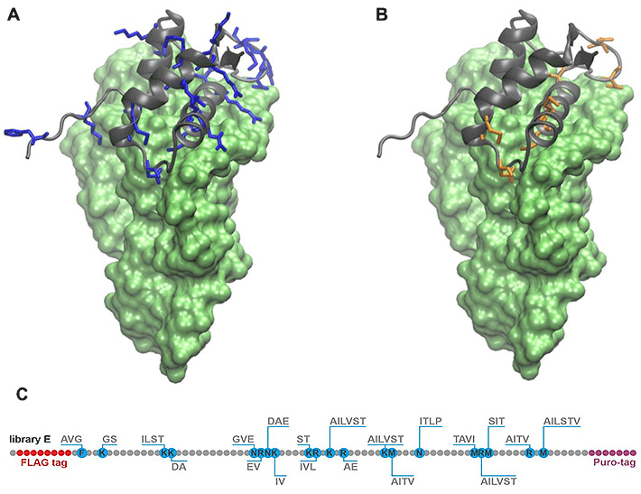 図2. CL11タンパク質とRNAとの相互作用及びライブラリ作成（論文中の図1）A
