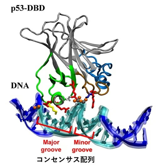 図1. p53-DBDとDNAの結合構造。