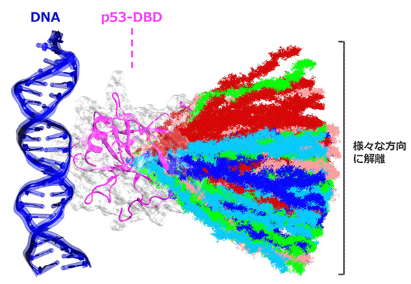 図2. シミュレーションによって明らかとなった、p53-DBDのDNAからの解離経路。